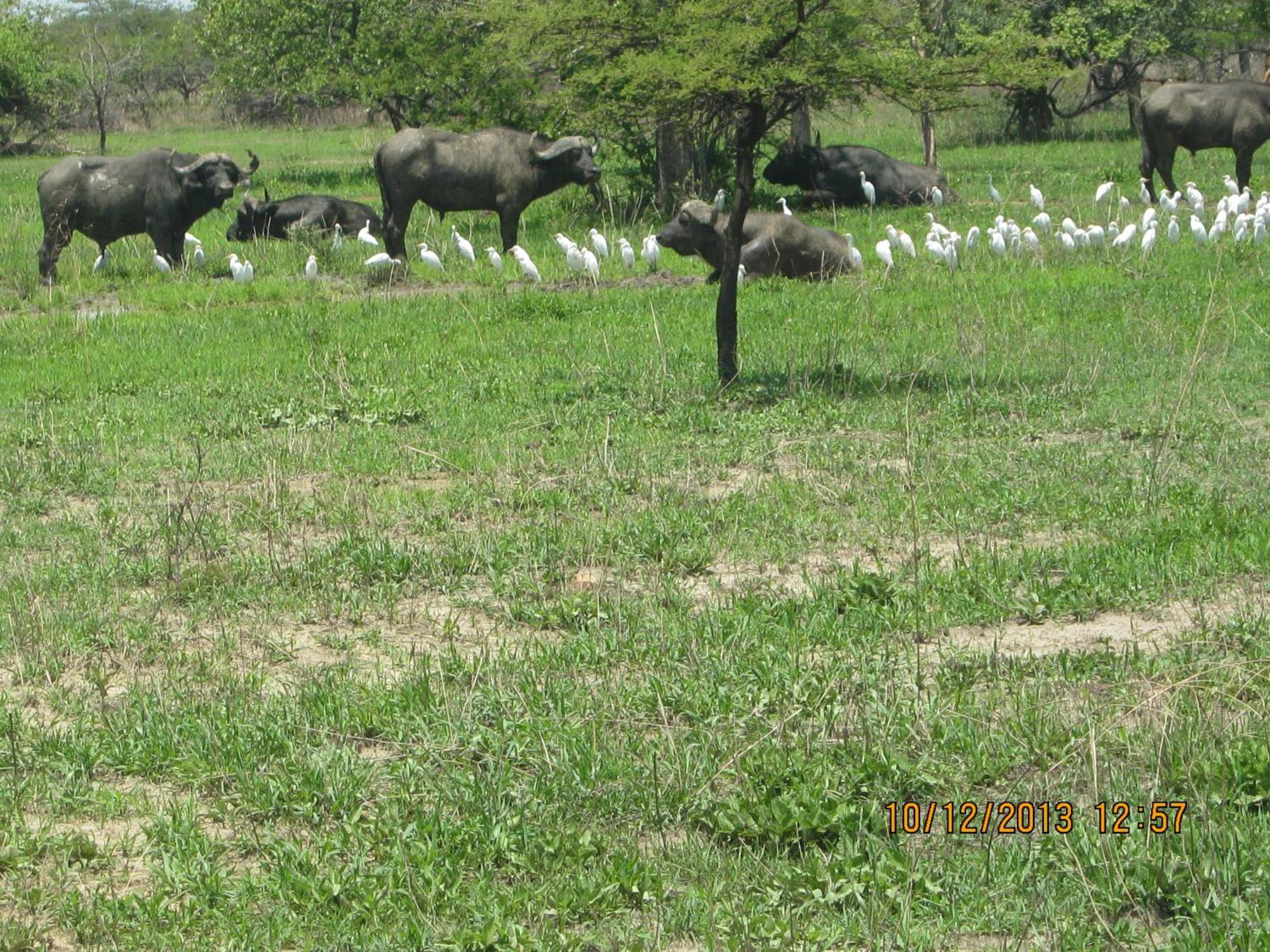 Lochinvar Safari Lodge Of Lochinvar National Park - Zambia Luaran gambar